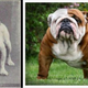 Left: In 1915, via “Breeds of All Nations. Right: The bulldog today.